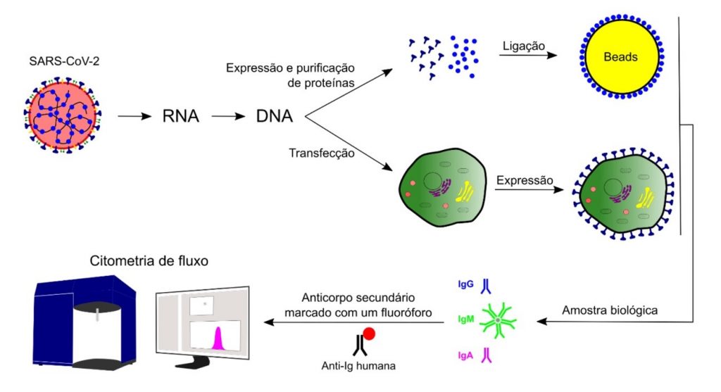 Citometria de fluxo versus de imagem: Comparação de técnicas para